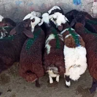 بره نر سبک افشار و بروجردی