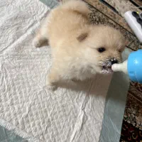 سگ پامر روباهی|سگ|کرمان, |دیوار