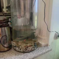 آکواریم با تجهیزات|ماهی|شیراز, تندگویان|دیوار