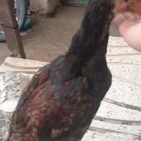 جوجه خروس 3 ماهه بفروش میرسد