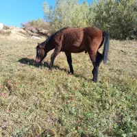 کره اسب نر 6ماه