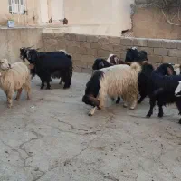 فروش گوسفند