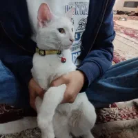 گربه ملوس|گربه|مشهد, آبکوه|دیوار