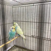 جفت رینبو مولد دوساله