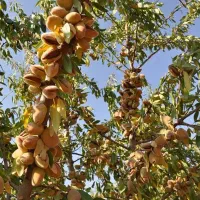 نهالستان انواع نهال دیرگل و اقتصادی|خدمات باغبانی و درختکاری|جوانرود, |دیوار