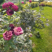 باغبانی محلول حذف هرز پیوند تقویتی ضد افت|خدمات باغبانی و درختکاری|زابل, |دیوار