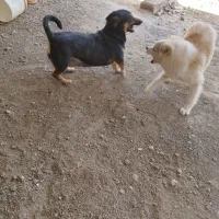 دوتا عروسک خاص