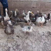 فروش قوغاز،نمیچه اسرائیلی و محلی و اردک بالغ|حیوانات مزرعه|لولمان, |دیوار