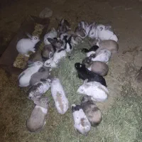 خرگوش بالغ|موش و خرگوش|راز وجرگلان, |دیوار