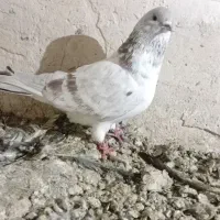 کبوتر