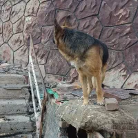 سگ ژرمن|سگ|کن, |دیوار