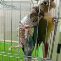 جفت مولد گرینچیک