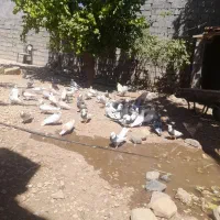 کبوتر|پرنده|بیستون, |دیوار