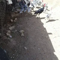 بوقلمون