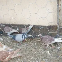 ۲۲ عدد پلاکی پرشی|پرنده|خواف, |دیوار