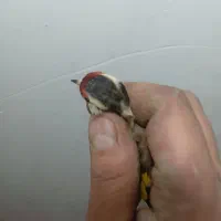 سهره چونه نخودی کروات مشکی|پرنده|اصفهان, عباس‌آباد|دیوار