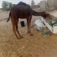 سلام این جونگ جمازی است