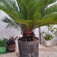 سیکاس ۱۲ ساله|گل و گیاه طبیعی|رشت, ولکس|دیوار