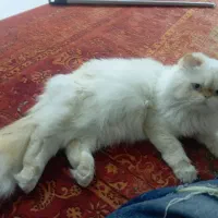 گربه|گربه|بوشهر, |دیوار