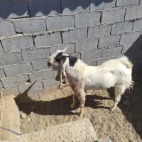 فروش تکه دوبر