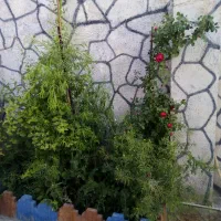 اجاره باغ ویلا|اجارهٔ کوتاه‌مدت ویلا و باغ|پاکدشت, پاکدشت (مامازند)|دیوار