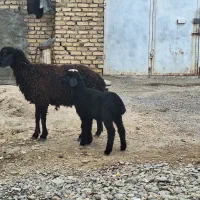 میش و بره|حیوانات مزرعه|رفسنجان, |دیوار