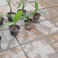 فروش گل خانگی|گل و گیاه طبیعی|میاندوآب, |دیوار