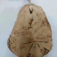تنه درخت .|صنایع دستی و سایر لوازم تزئینی|تهران, مشیریه|دیوار