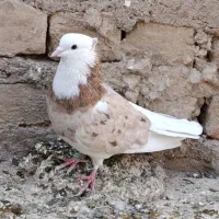 شازده سرور|پرنده|قم, نیروگاه|دیوار