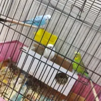 مرغ عشق