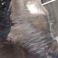 گوساله گاومیش نر چاق