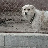 سگ قهدریجانی