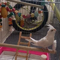 عروس هلندی آلبینو (کنارک)|پرنده|کنارک, |دیوار