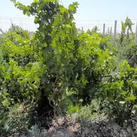 باغ ویلا پنجاه سه هزار متری دو هکتار زعفران