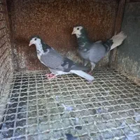کبوتر گلین|پرنده|اصفهان, کارلادان|دیوار