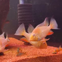 راه اندازی صفر تا 100 آکواریوم