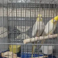 طوطی عروس هلندی جفت جوان|پرنده|تهران, جوادیه تهرانپارس|دیوار