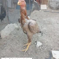 مرغ وخروس لاری|حیوانات مزرعه|رشت, توشیبا|دیوار