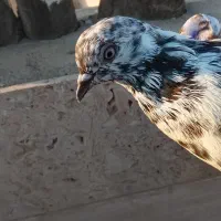 کبوتر