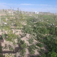 زمین-برای-سالن