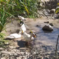 اردک سالم|حیوانات مزرعه|دشت ذهاب, |دیوار