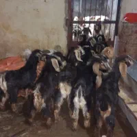 ۱۲ بزغاله چاق و شیرمس مناسب پروار