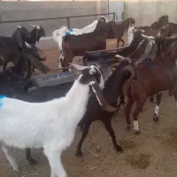 بز پاکستانی