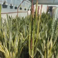 افوربیا کاکتوس قرمز|گل و گیاه طبیعی|تهران, بوستان سرخه حصار|دیوار