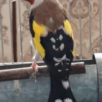 سره های متولد قفس دهن دار|پرنده|ری, شهادت|دیوار