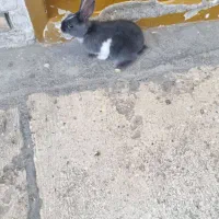 خرگوش