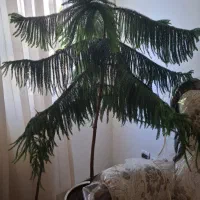 کاج مطبق