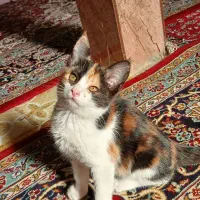 بچه گربه..دو ماهه|گربه|سبزوار, اسلام آباد|دیوار