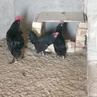 تخم مرغ نطفه دار مرندی مشکی درجه یک|حیوانات مزرعه|خمینیشهر, |دیوار