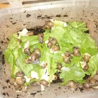 حلزون آلبینو اچاتینا|خزنده|کرمانشاه, |دیوار